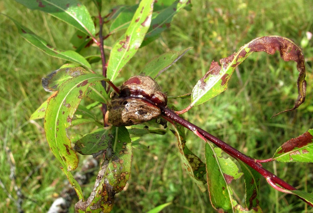 Image of Salix pentandra specimen.
