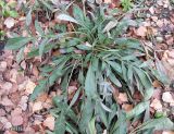 Coreopsis grandiflora