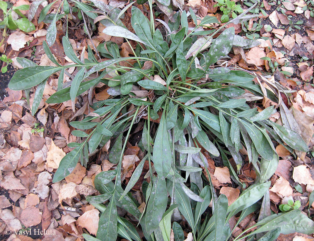 Изображение особи Coreopsis grandiflora.