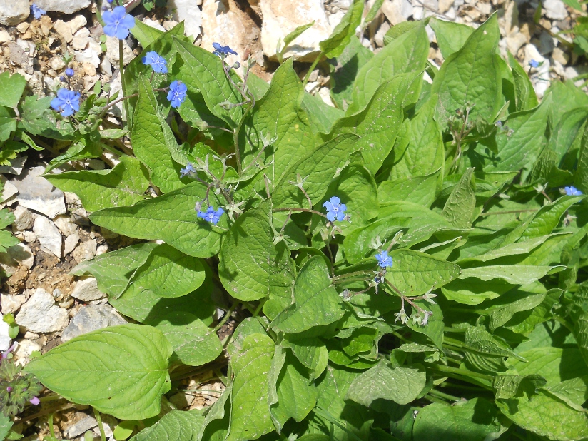 Изображение особи Omphalodes verna.