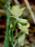 Delphinium semibarbatum