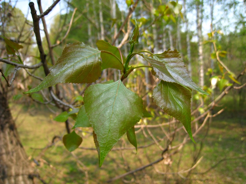 Изображение особи Populus nigra.