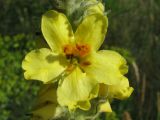 Verbascum ovalifolium