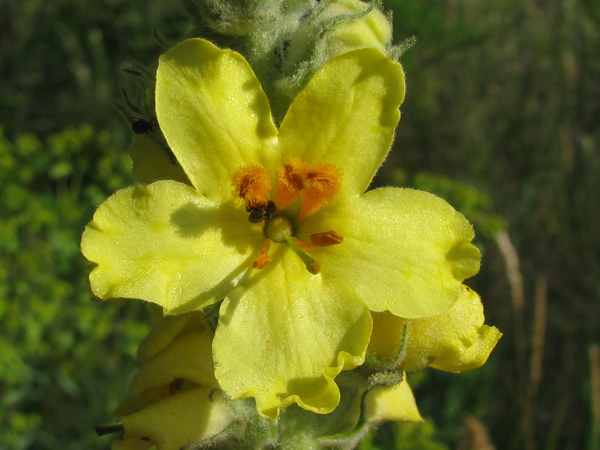 Изображение особи Verbascum ovalifolium.