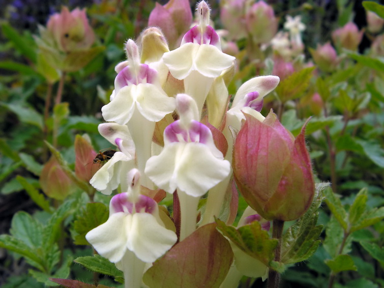 Image of Scutellaria oreades specimen.