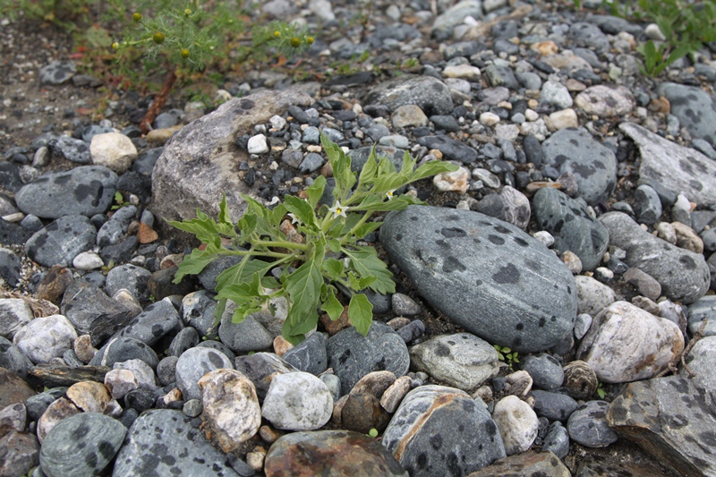 Изображение особи Solanum physalifolium.