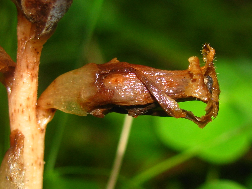 Изображение особи Hypopitys monotropa.