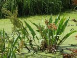 Rumex hydrolapathum. Плодоносящее растение. Украина, Хмельницкая обл., Красиловский р-н, с. Терешки, р. Понора. 31.07.2010.