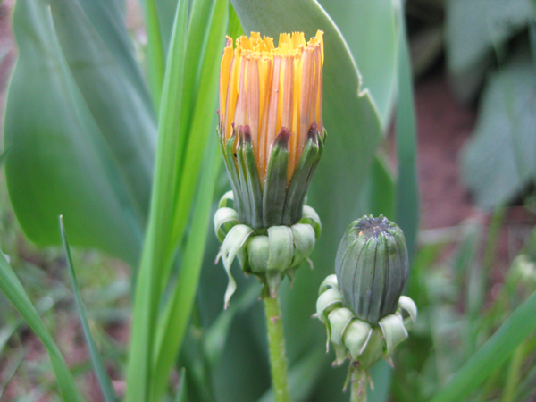 Изображение особи Taraxacum officinale.