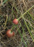 Ephedra distachya