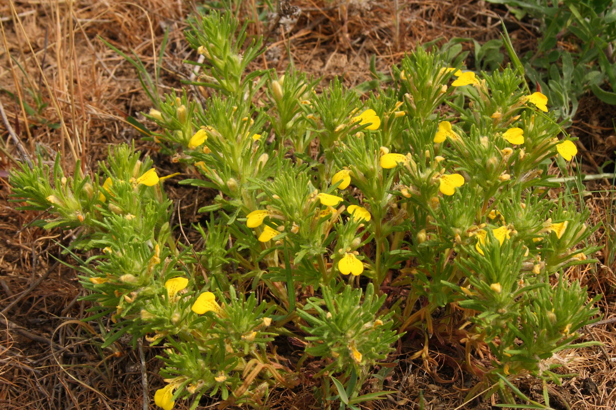 Image of Ajuga chia specimen.