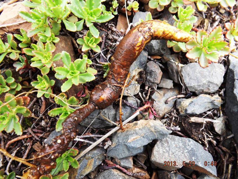 Image of Physochlaina physaloides specimen.