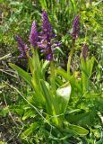 Orchis mascula. Расцветающее растение. Армения, Вайоц Дзор, окр. монастыря Спитакавор. 02.05.2013.
