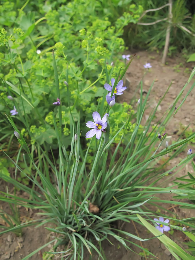 Изображение особи Sisyrinchium septentrionale.