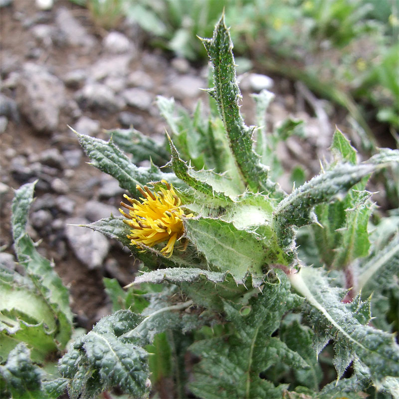 Изображение особи Centaurea benedicta.
