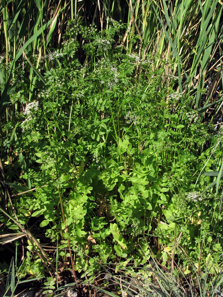 Изображение особи Berula erecta.