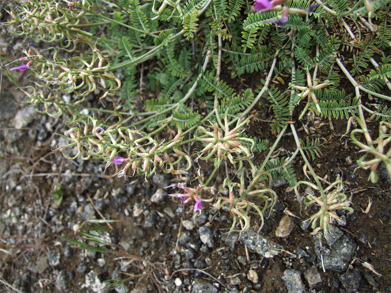 Изображение особи Astragalus glochideus.