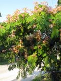 Albizia julibrissin