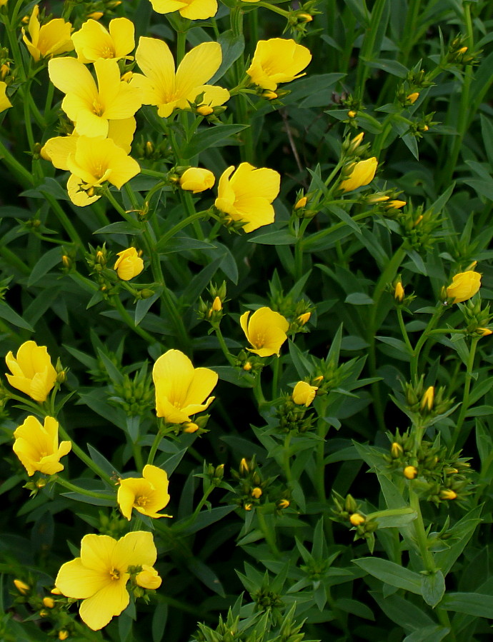 Image of Linum flavum specimen.