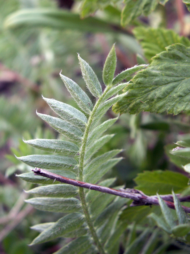 Изображение особи Oxytropis macrocarpa.