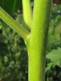 Abutilon theophrasti