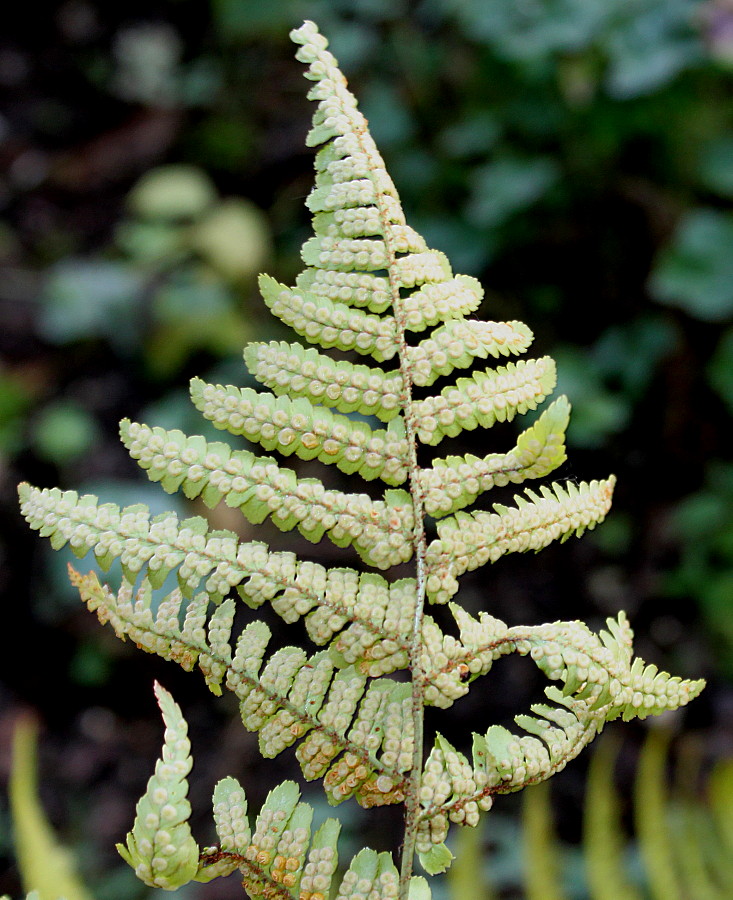 Image of Dryopteris erythrosora specimen.