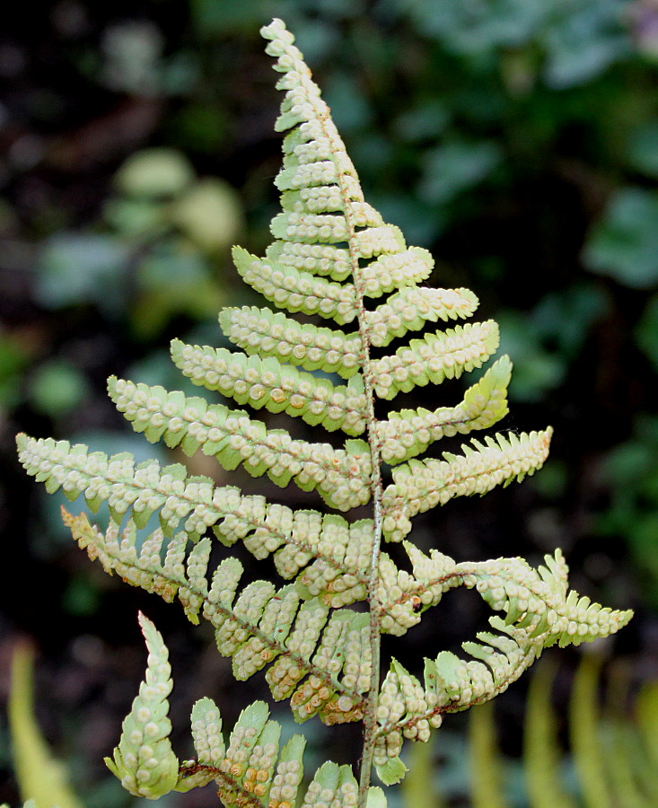 Изображение особи Dryopteris erythrosora.