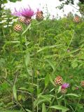 Centaurea jacea