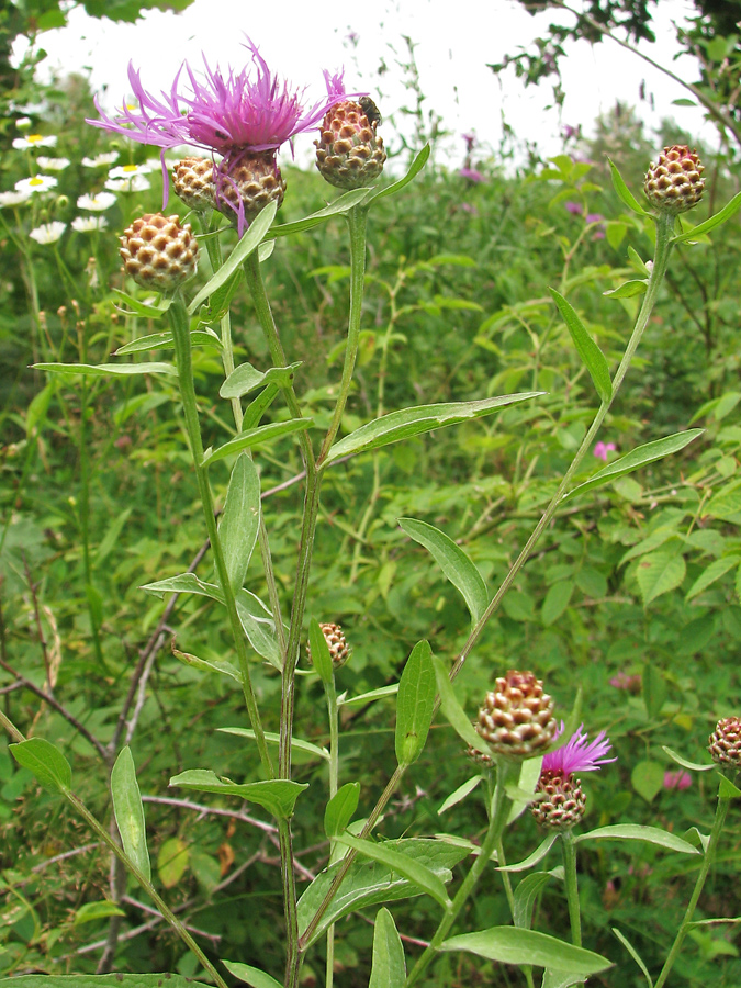 Изображение особи Centaurea jacea.