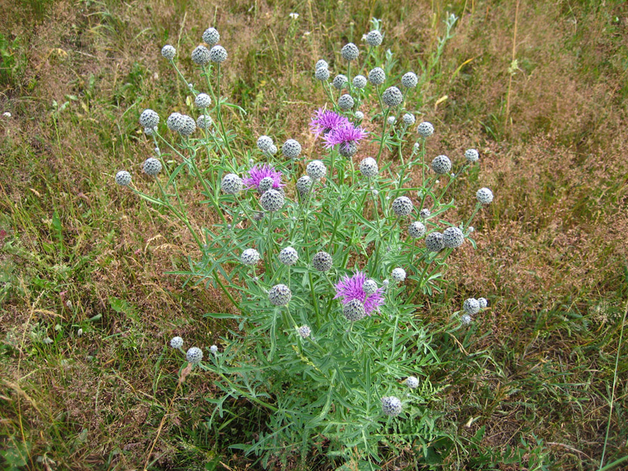 Image of Centaurea scabiosa specimen.