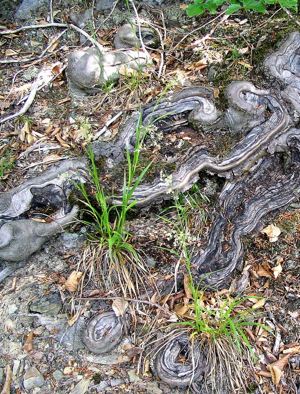 Image of Luzula luzuloides specimen.