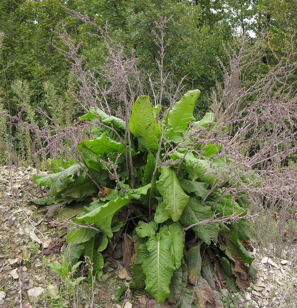 Image of Rumex sylvestris specimen.