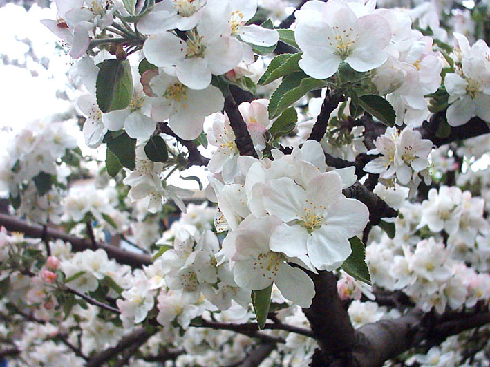 Изображение особи Malus domestica.