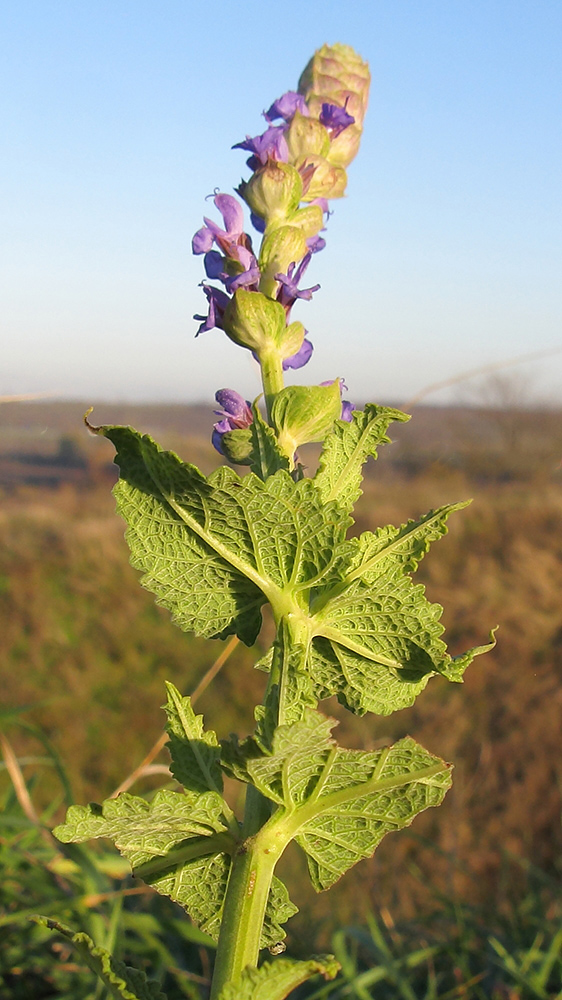 Image of Salvia tesquicola specimen.