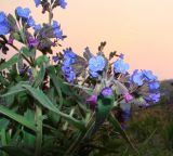 Pulmonaria mollis