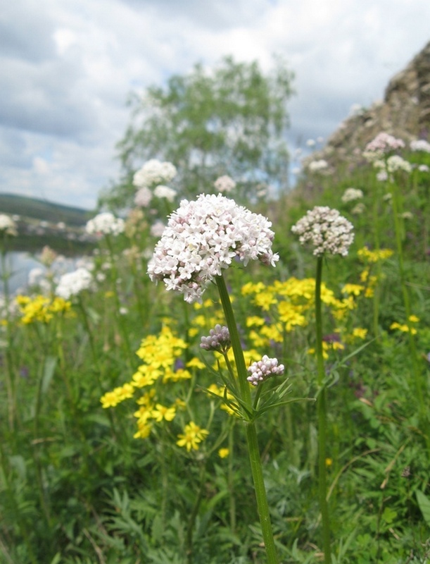 Изображение особи Valeriana rossica.