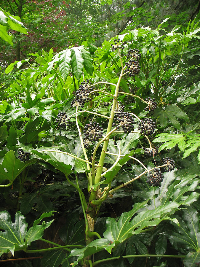 Изображение особи Fatsia japonica.