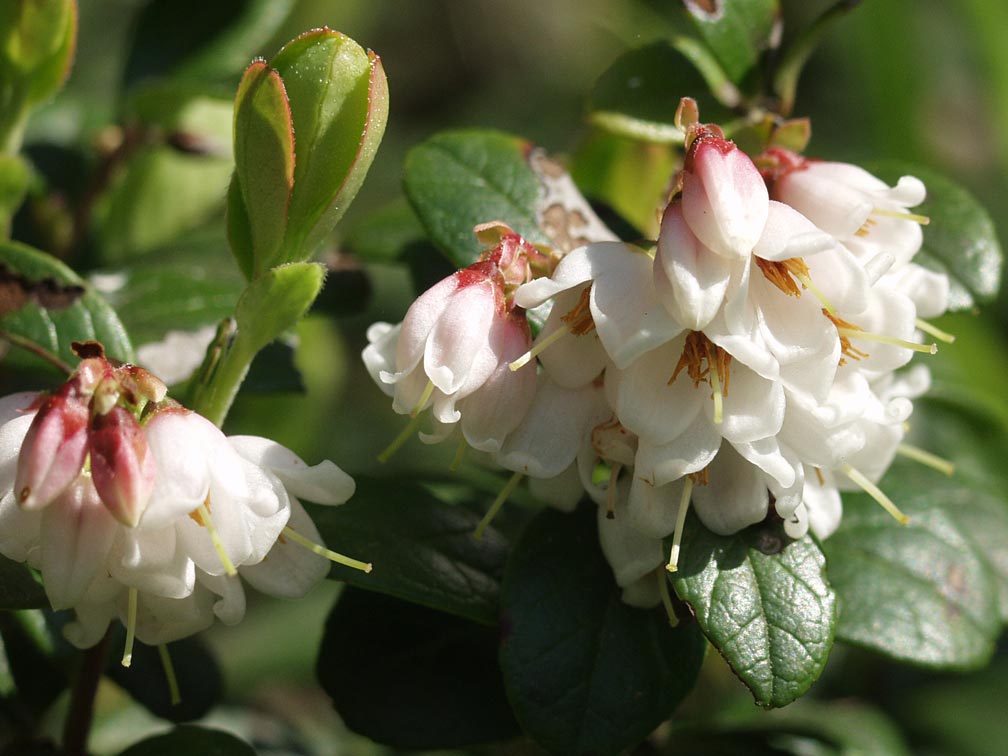 Image of Vaccinium vitis-idaea specimen.