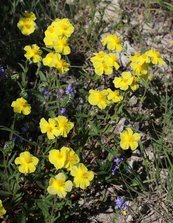 Image of Helianthemum nummularium specimen.
