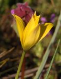 Tulipa biebersteiniana. Распускающийся цветок. Украина, г. Запорожье, северо-западная часть о-ва Хортица, скалистый берег. 05.04.2014.