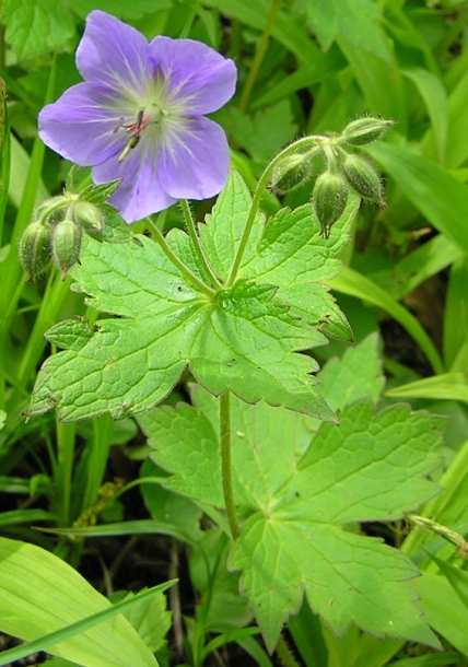 Image of Geranium platyanthum specimen.