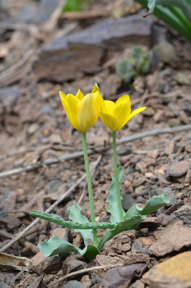 Image of Tulipa ferganica specimen.