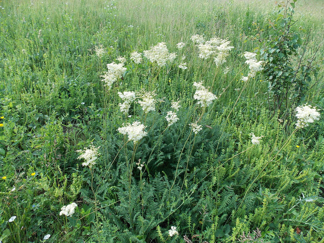 Image of Filipendula vulgaris specimen.