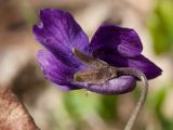 Viola odorata. Цветок. Санкт-Петербург, Дудергофские высоты, широколиственный лес. 27.04.2014.