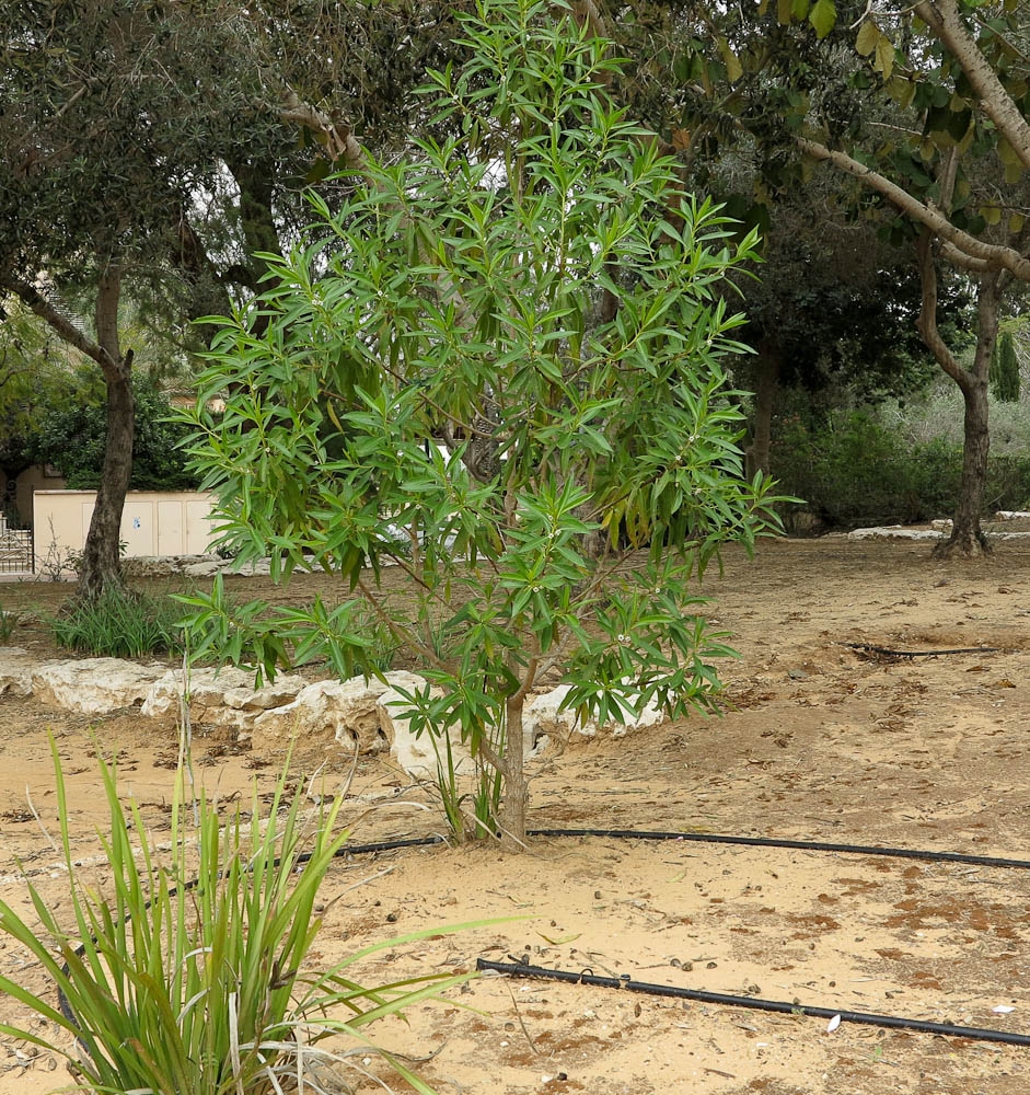 Изображение особи Myoporum acuminatum.