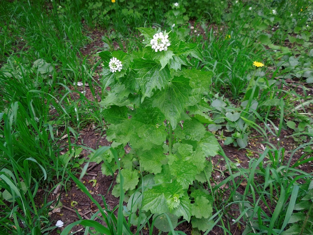 Изображение особи Alliaria petiolata.