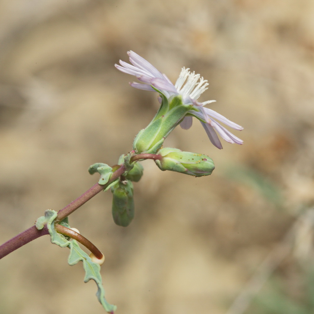 Изображение особи Lactuca undulata.