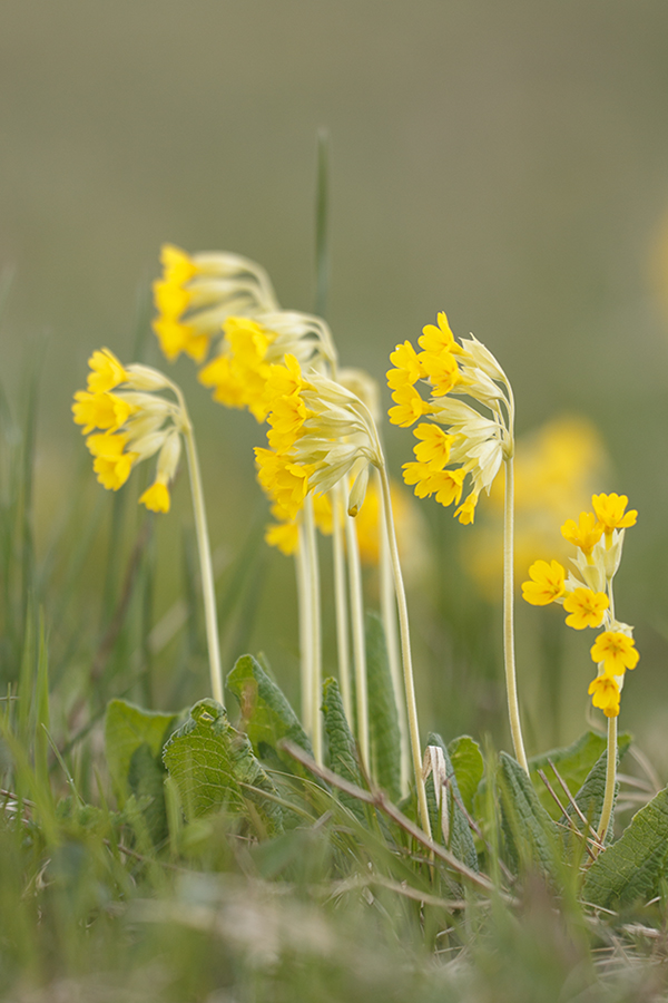 Image of Primula macrocalyx specimen.