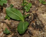 Platanthera bifolia