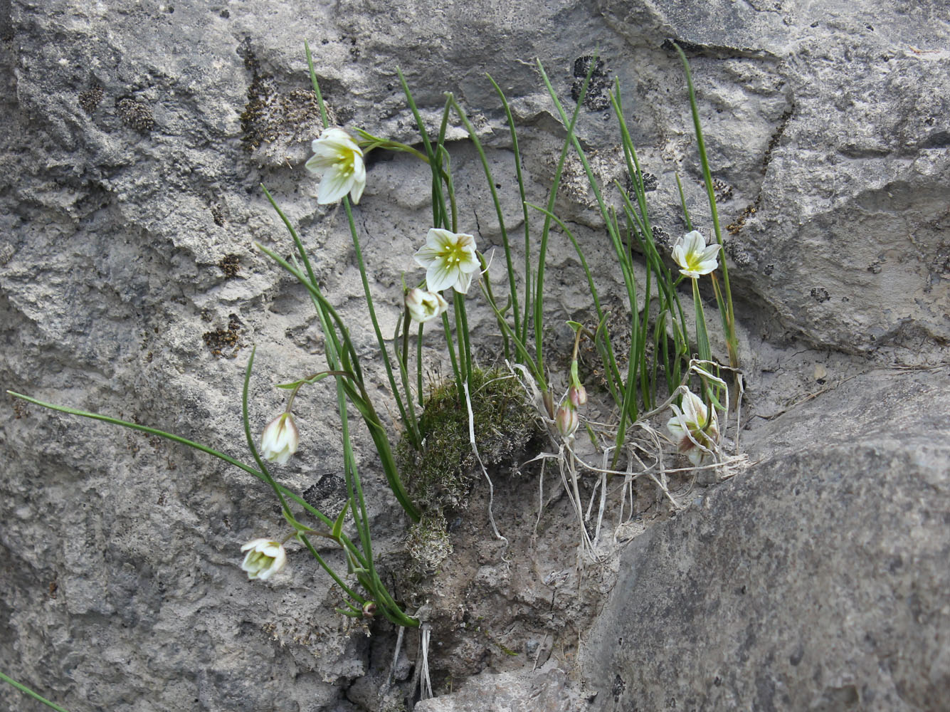 Image of Lloydia serotina specimen.